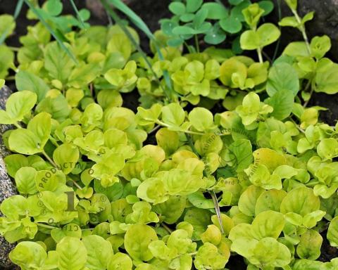 Foto van Penningkruid ‘Aurea’