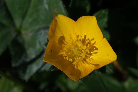 Foto van Bergboterbloem
