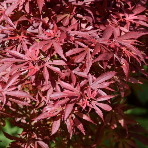 Foto van Acer 'Shaina'