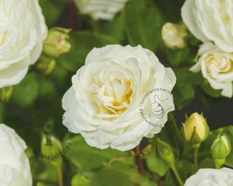 Foto van Klimroos ‘Perfume Dreams’