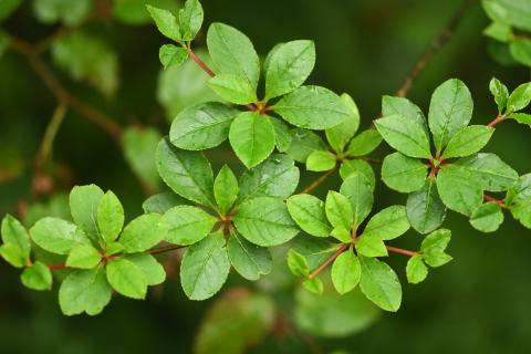 Foto van Enkianthus 'onbeken'