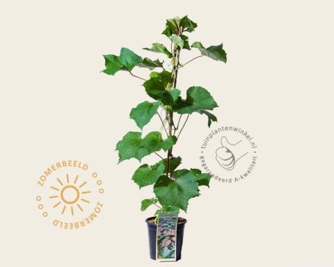Foto van Sierdruif of Sierwijnstok ‘Coignetiae’