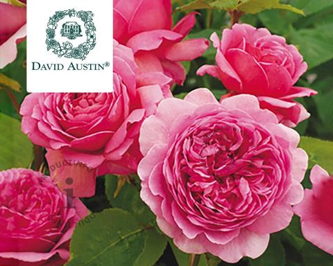 Foto van Engelse roos ‘Princess Alexandra of Kent’