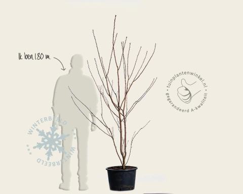 Foto van Japanse sierkers ‘Royal Burgundy’