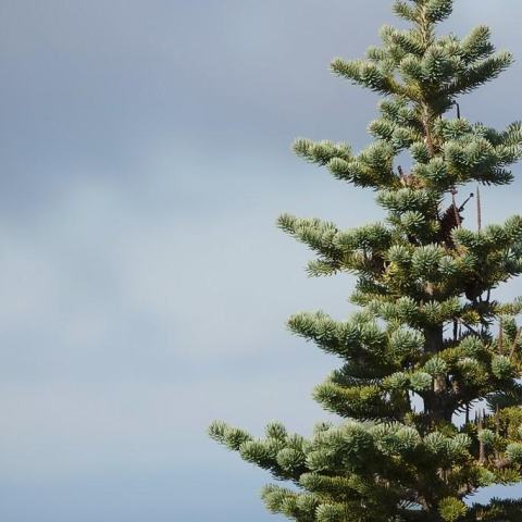 Foto van Abies 'Jamy'