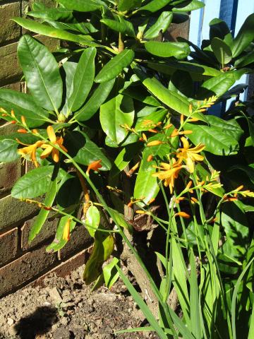 Foto van Montbretia ‘George Davidson’