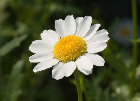 Foto van Kleine margriet