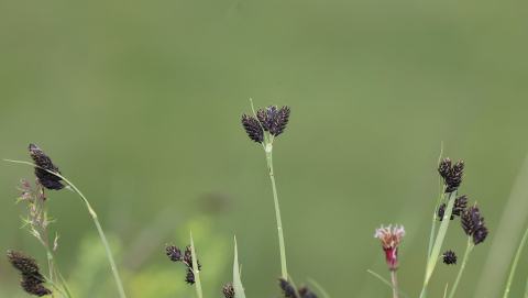 Foto van Zwarte alpenzegge