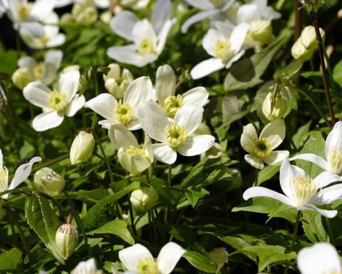 Foto van Kleinbloemige bosrank ‘Grandiflora’
