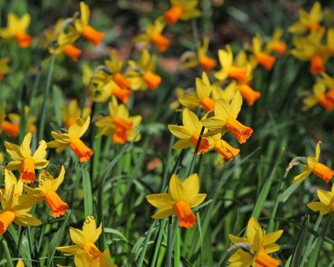 Foto van Narcis ‘Jetfire’