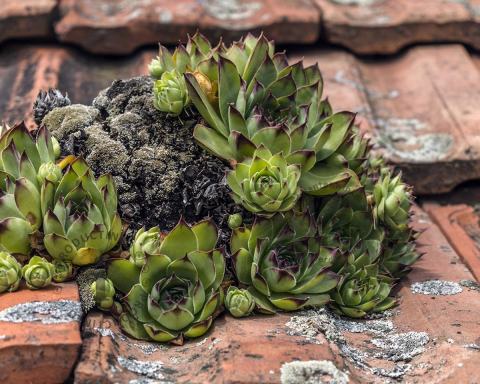 Foto van Huislook ‘Pyrenaicum’