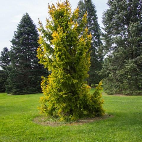 Foto van Picea 'Aurea'