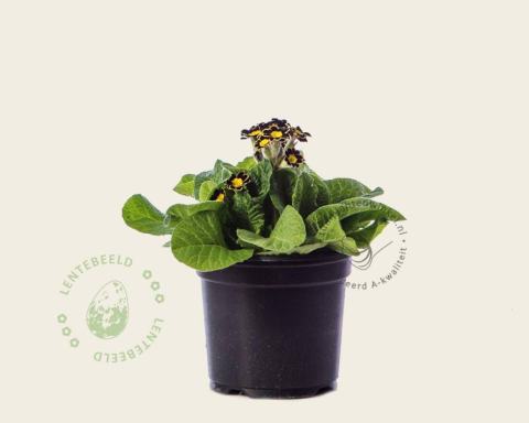Foto van Slanke sleutelbloem ‘Mister Goldlace’