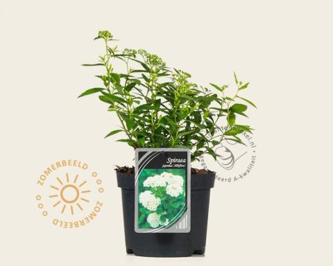 Foto van Spirea ‘Albiflora’