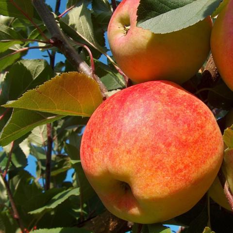 Foto van Malus 'Gravenstein'