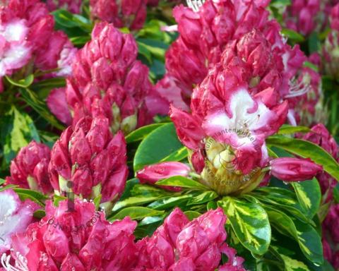 Foto van Rododendron ‘President Roosevelt’