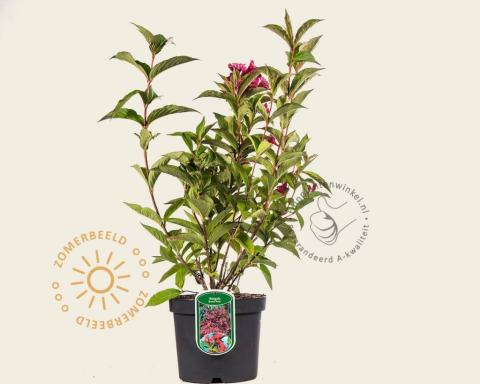 Foto van Weigelia ‘Bristol Ruby’