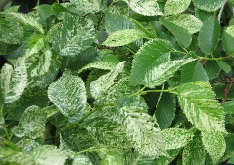 Foto van Ulmus 'Variegata'