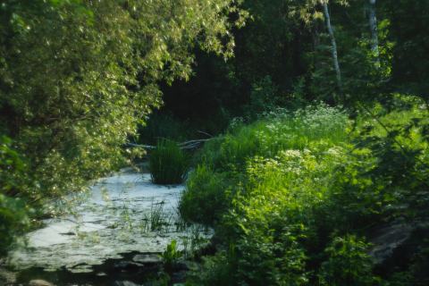 Foto van Fluitenkruid