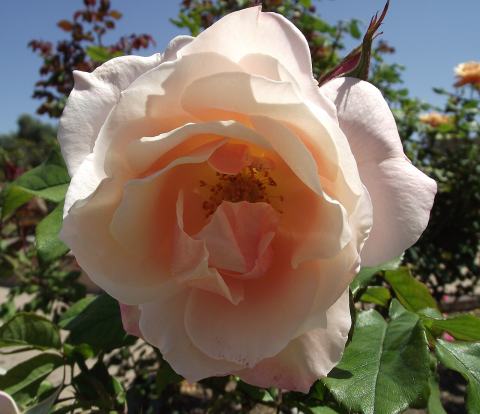 Foto van Trosroos ‘Elle’
