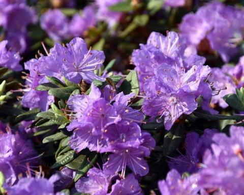 Foto van Dwerg rododendron ‘Ramapo’
