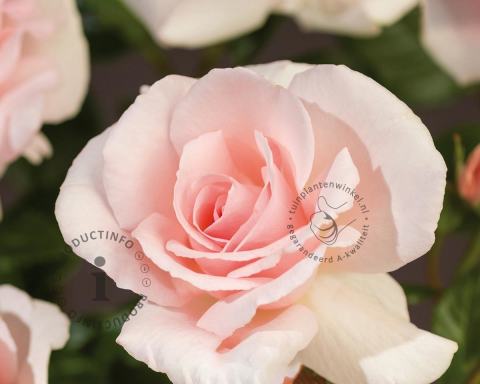 Foto van Grootbloemige roos ‘A Whiter Shade of Pale’