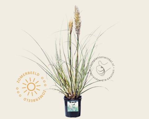 Foto van Pampasgras ‘Mini Silver Pampas’
