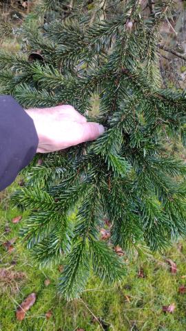 Foto van Abies 'Brandt'