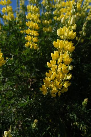 Foto van Boomlupine