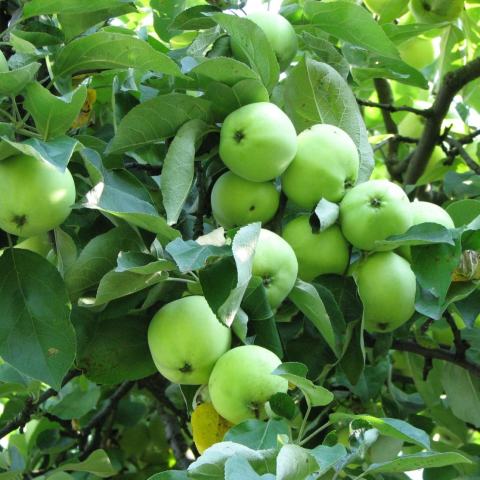 Foto van Malus 'Lodi'