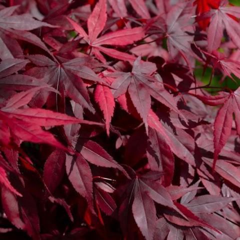 Foto van Acer 'Bonfire'