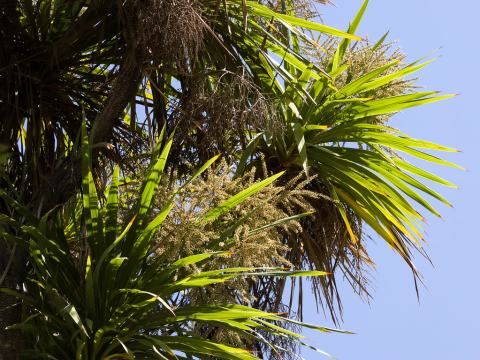 Foto van Cordyline