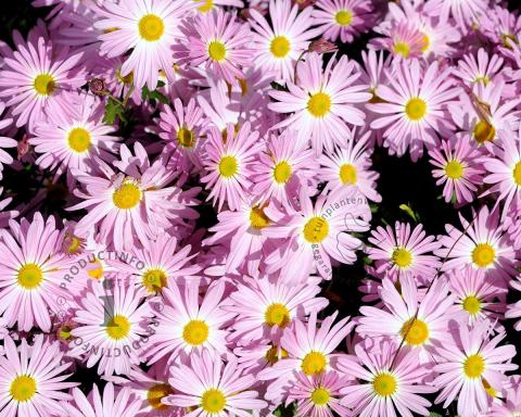 Foto van Chrysant ‘Clara Curtis’