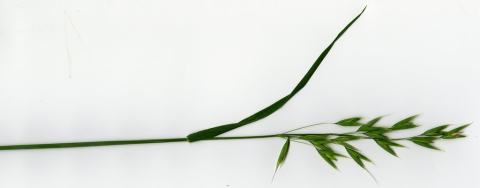 Foto van Haver