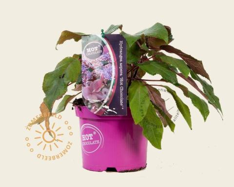 Foto van Fluweelhortensia ‘Hot Chocolate’