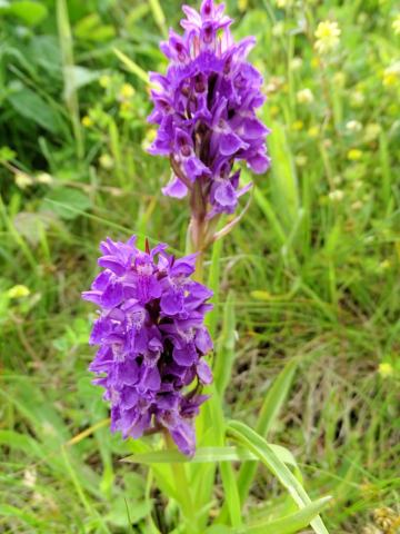Foto van Purperrode orchis