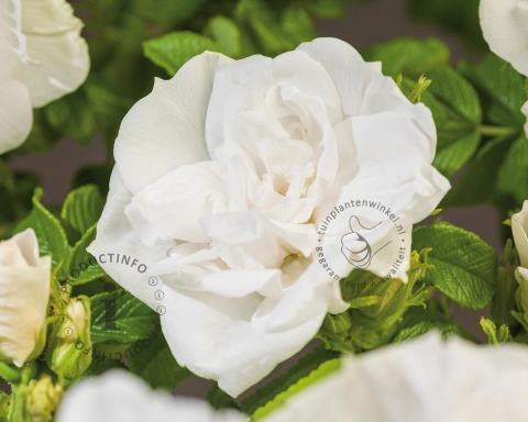 Foto van Bottelroos ‘Blanc Double de Coubert’