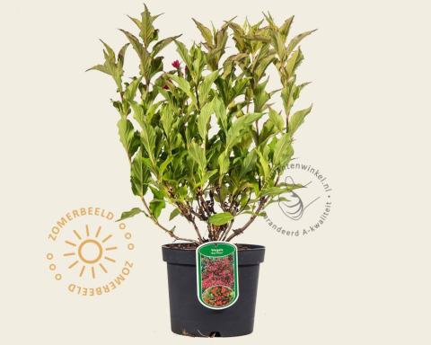 Foto van Weigelia ‘Red Prince’