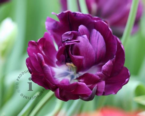 Foto van Tulp ‘Blue Parrot’