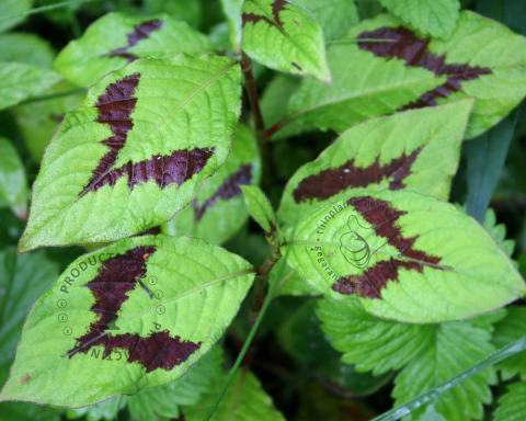 Foto van Duizendknoop ‘Filiformis’