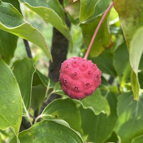 Foto van Cornus 'China Girl'