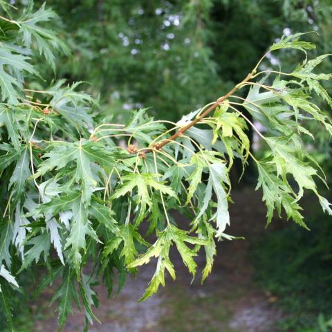 Foto van Acer 'Silver Queen'