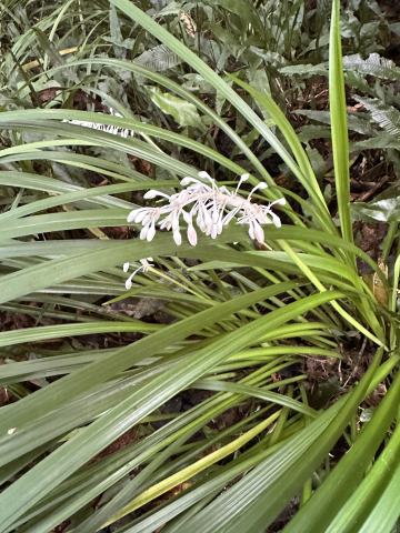 Foto van Ophiopogon 'onbenkend'