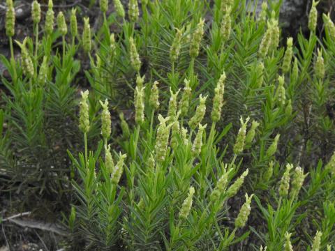 Foto van Groene lavendel