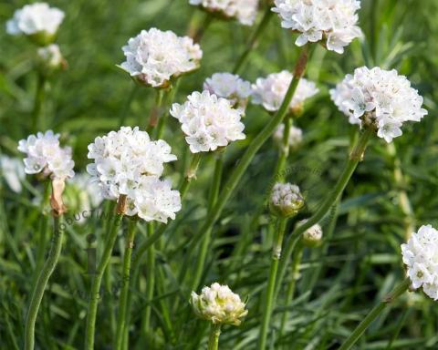 Foto van Engels gras ‘Alba’