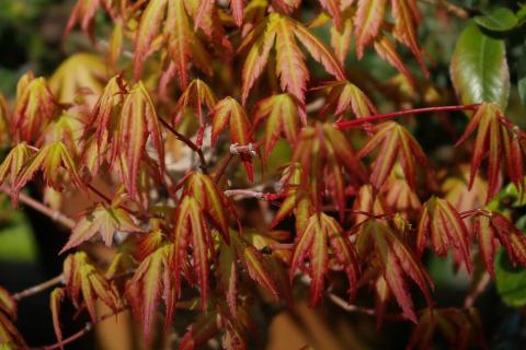Foto van Acer 'Katsura'