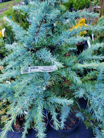 Foto van Cedrus 'Electra Blue'