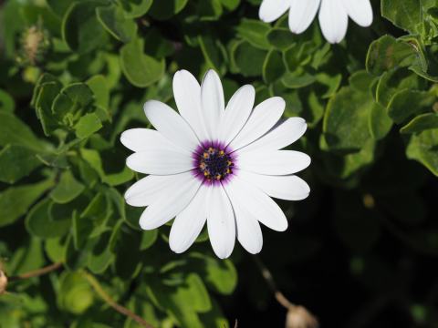 Foto van Spaanse margriet