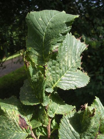 Foto van Ulmus 'Exoniensis'
