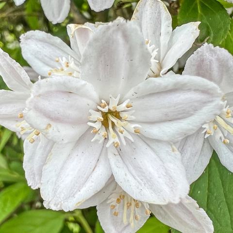 Foto van Roze deutzia